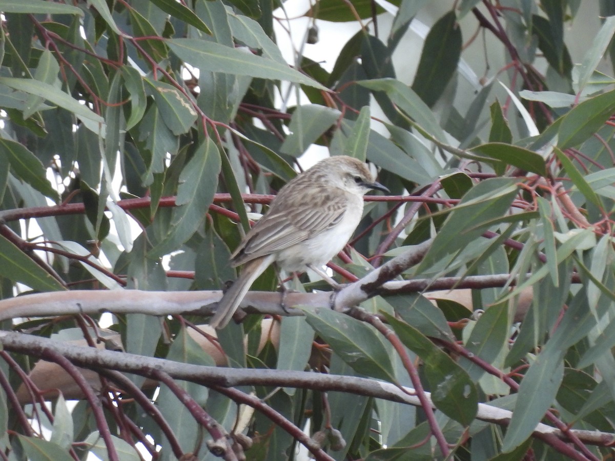 Rufous Songlark - ML642850372