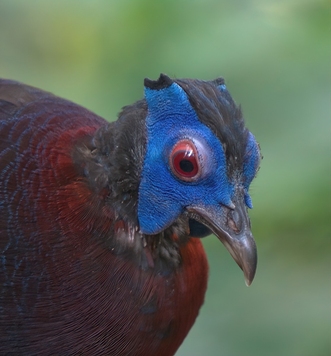 Bulwer's Pheasant - ML642850380