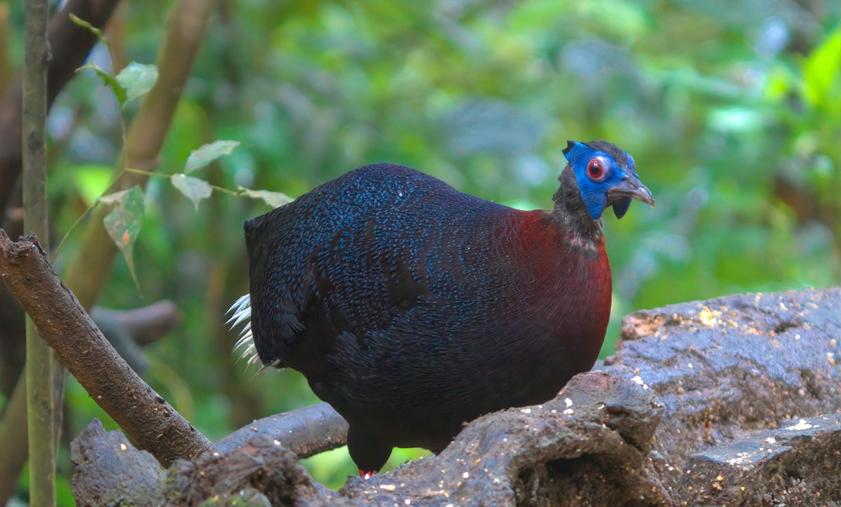 Bulwer's Pheasant - ML642850381