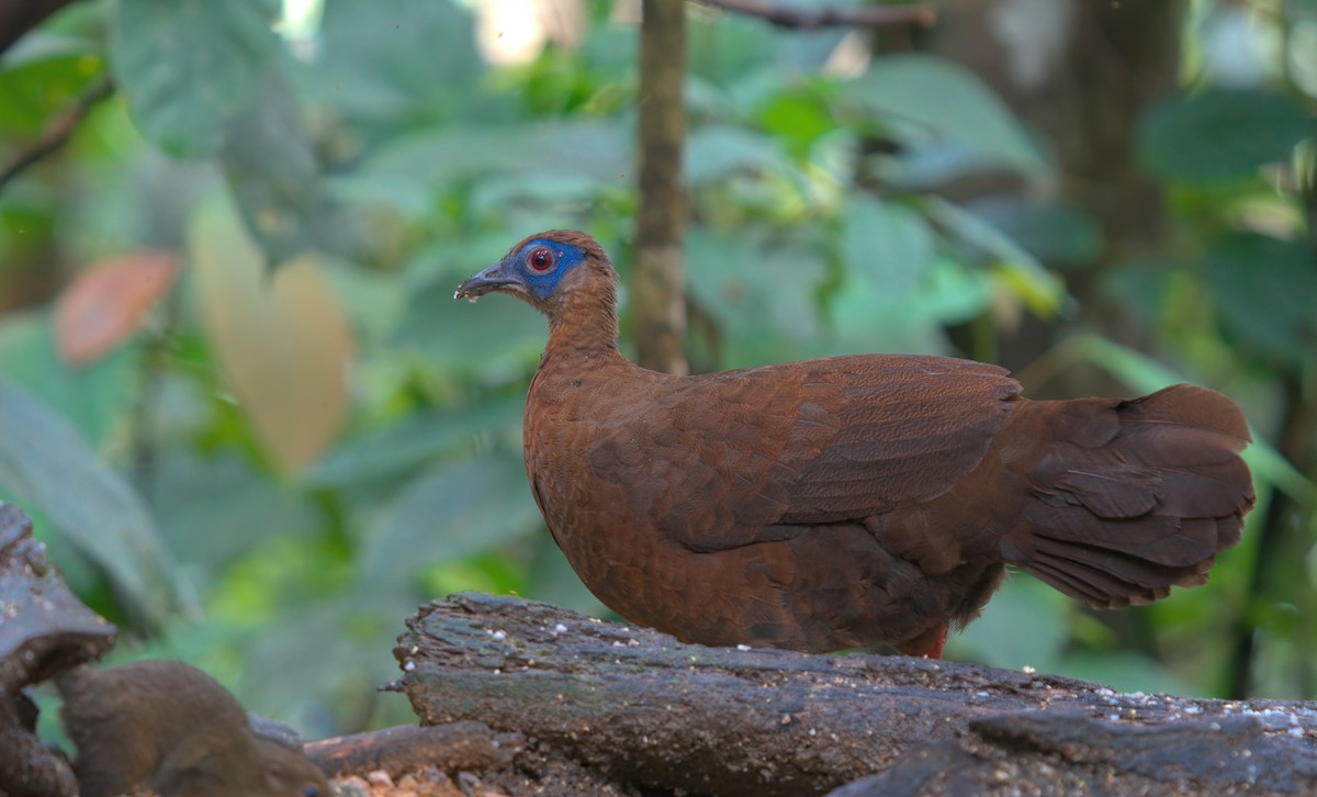 Bulwer's Pheasant - ML642850382