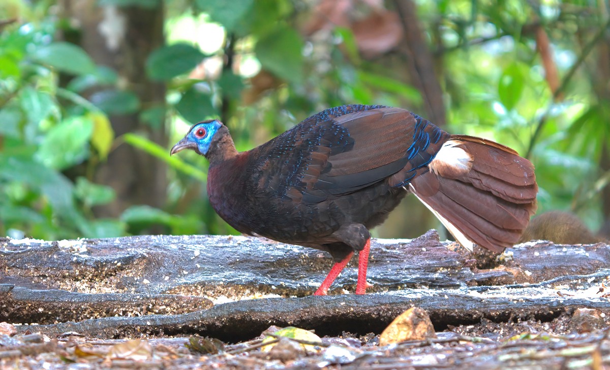 Bulwer's Pheasant - ML642850383