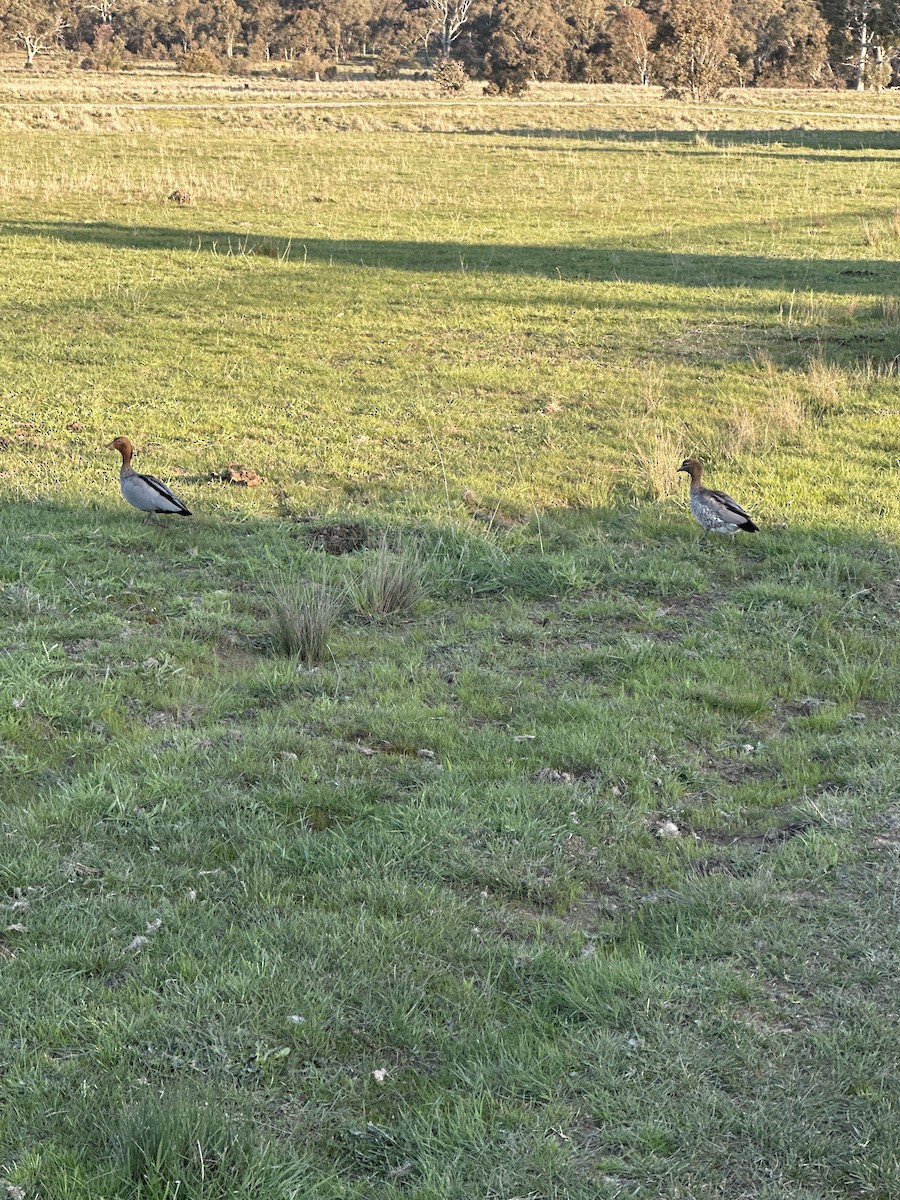 Maned Duck - ML642850385