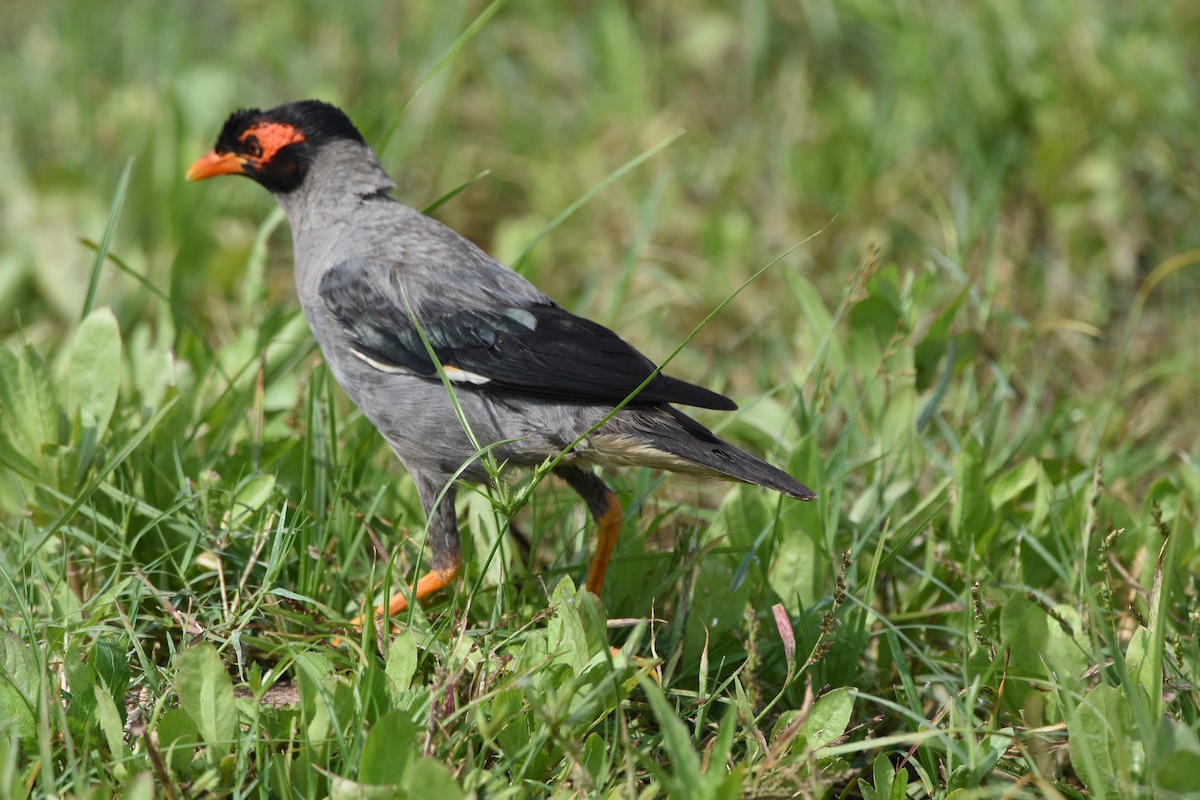 Bank Myna - ML642850392