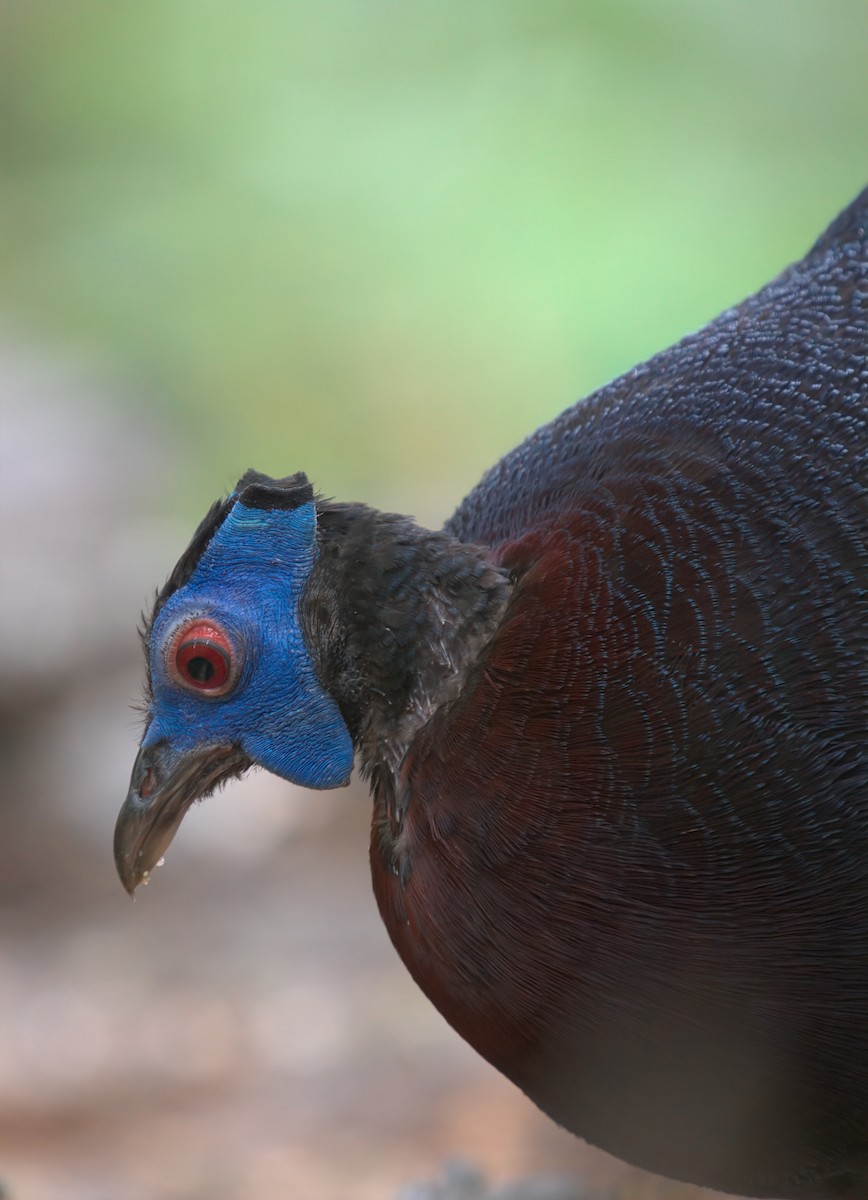 Bulwer's Pheasant - ML642850394