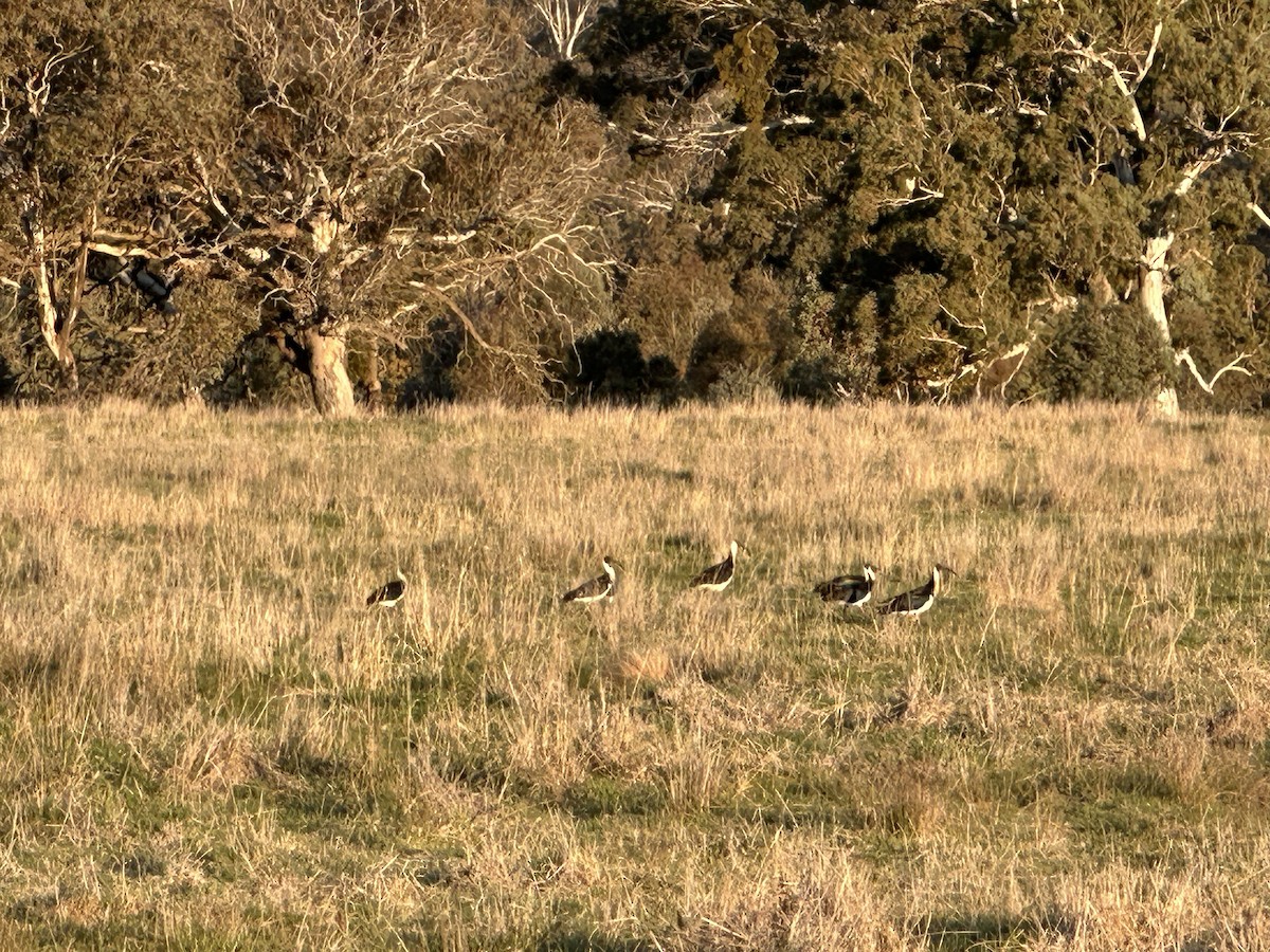 Ibis d'Australie - ML642850397