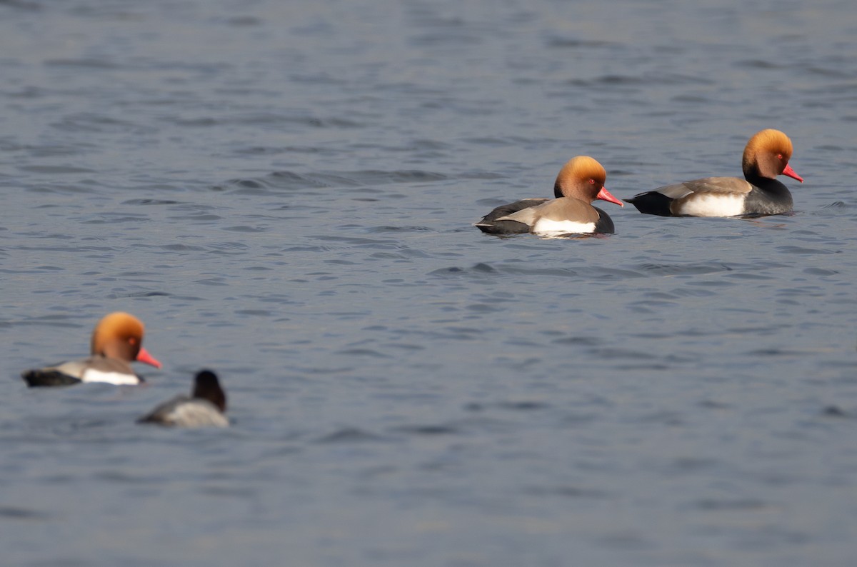 Red-crested Pochard - ML642850398