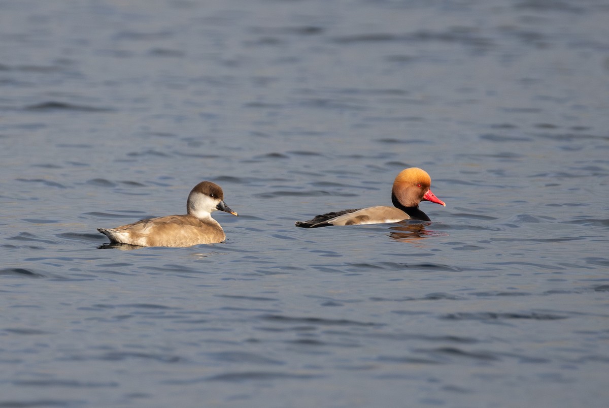 Red-crested Pochard - ML642850399