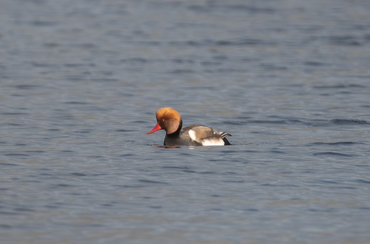 Red-crested Pochard - ML642850400