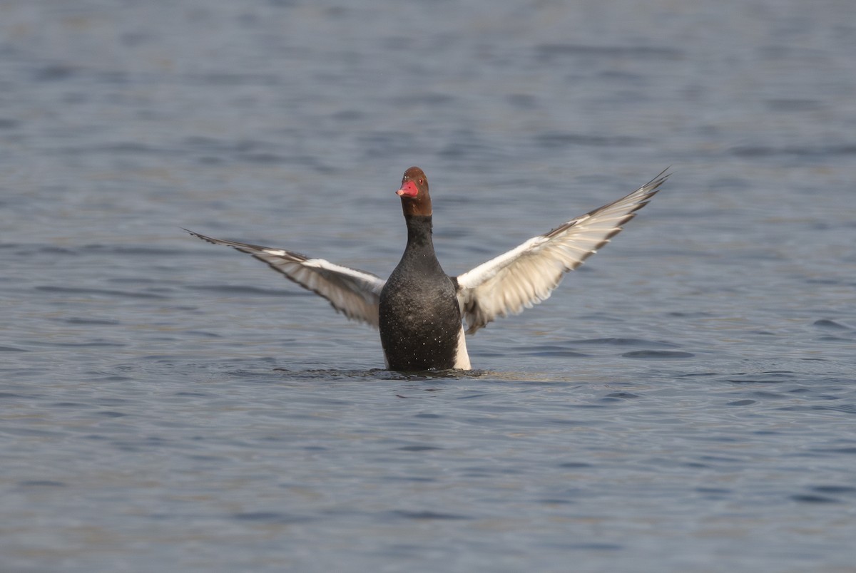 Red-crested Pochard - ML642850401