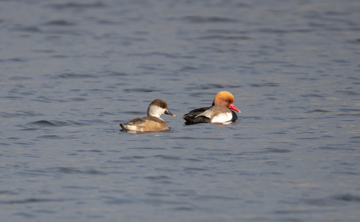 Red-crested Pochard - ML642850402