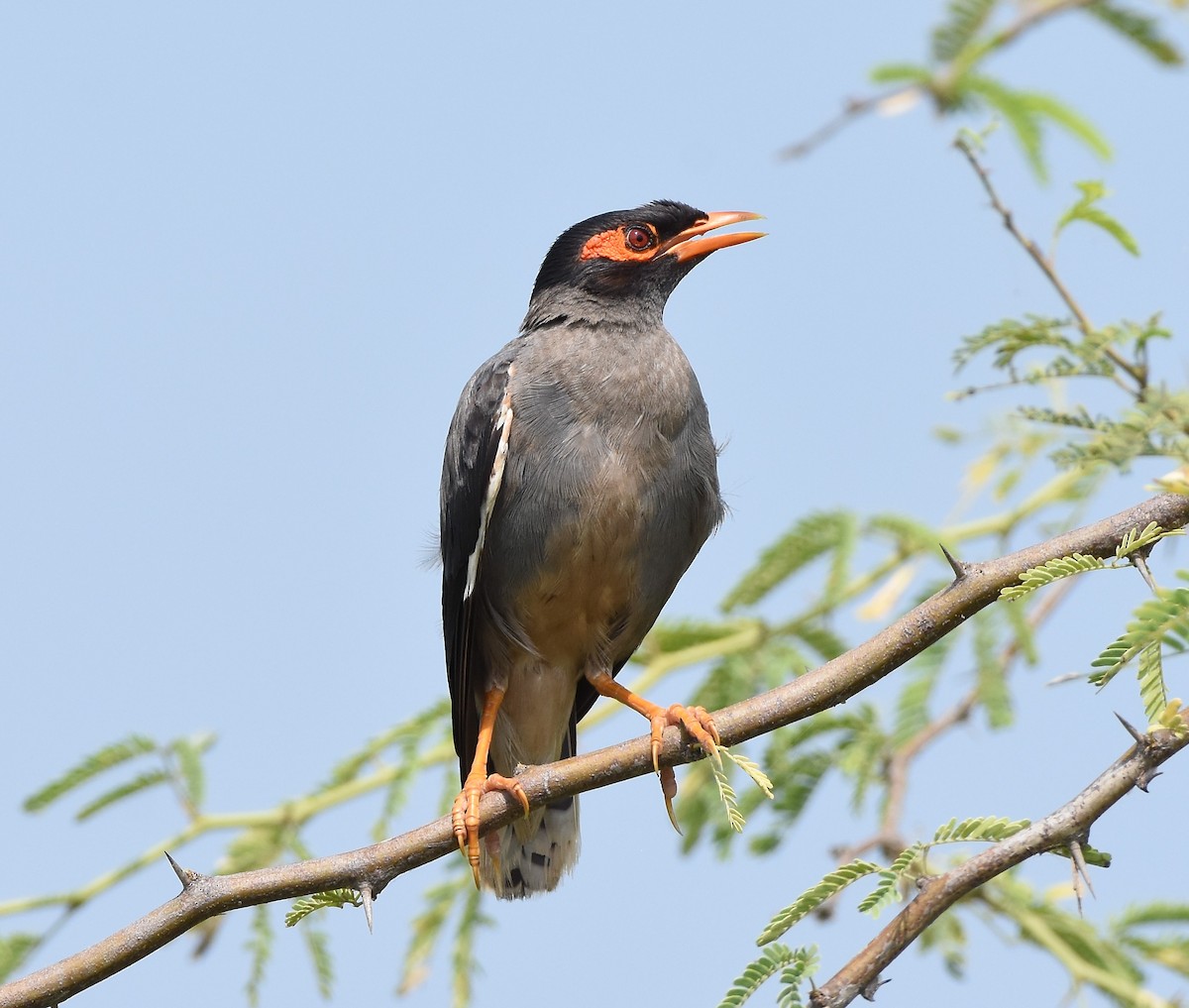 Bank Myna - ML642850403