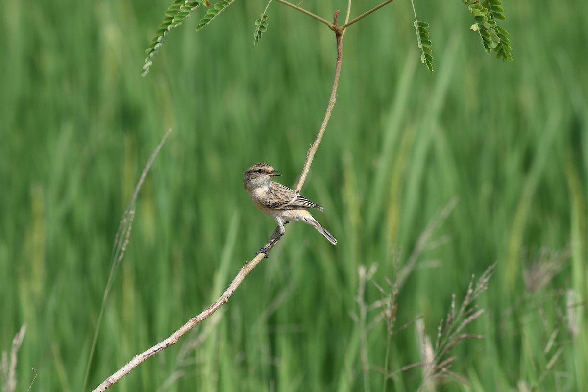 Siberian Stonechat - ML642850422