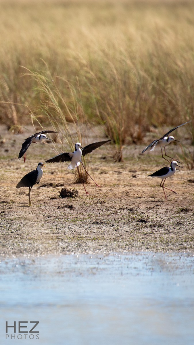 Pied Stilt - ML642850423