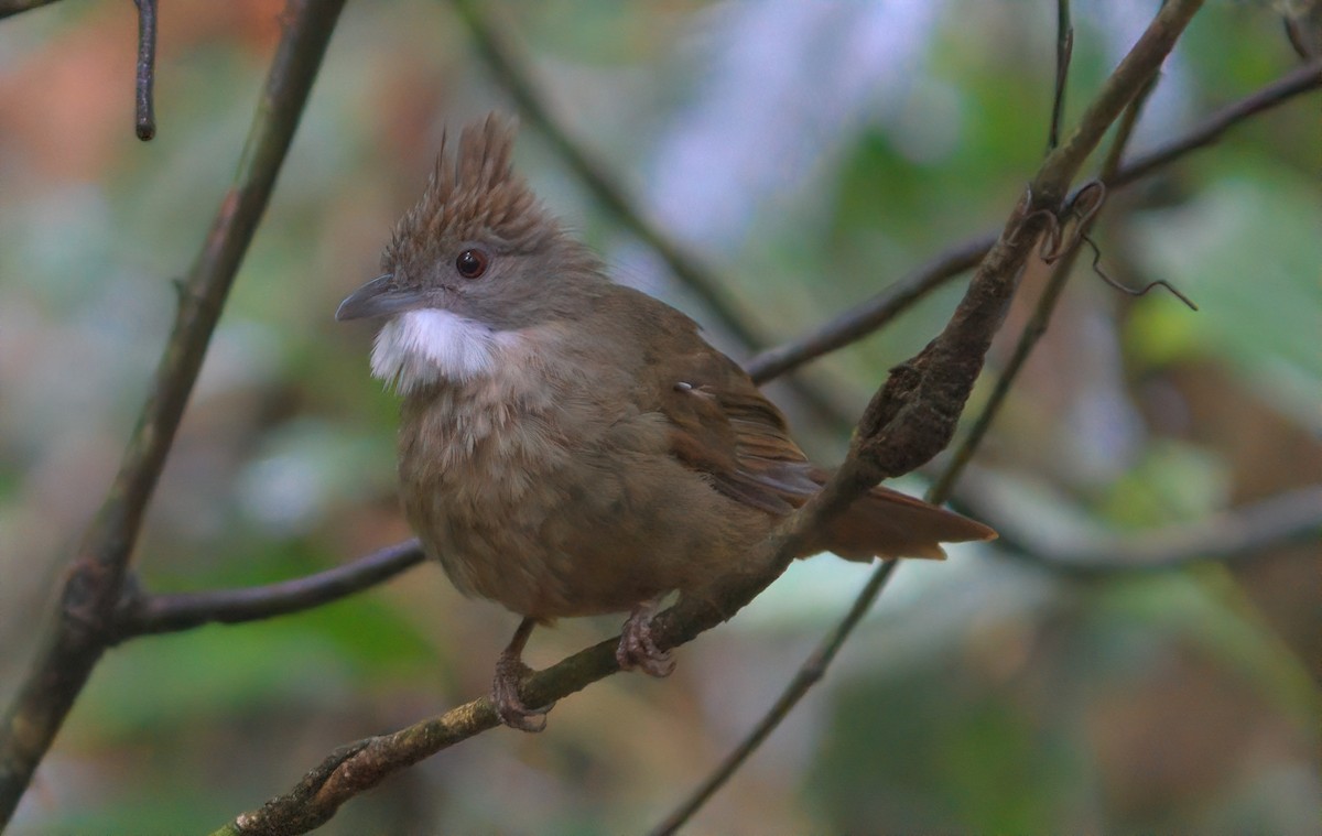 Bulbul à ventre marron - ML642850429