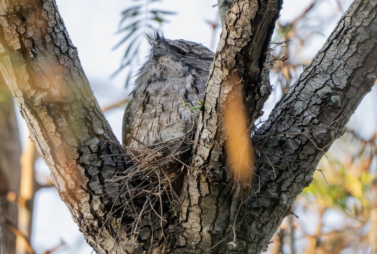 Tawny Frogmouth - ML642850437