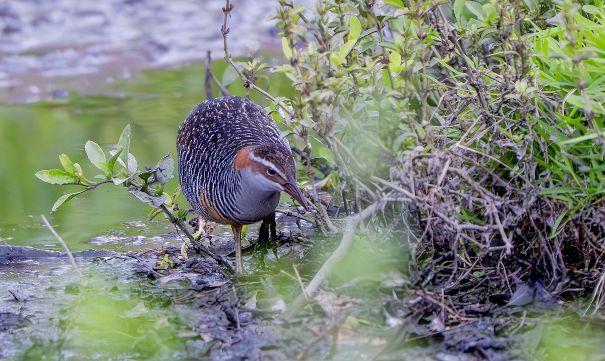 Buff-banded Rail - ML642850439