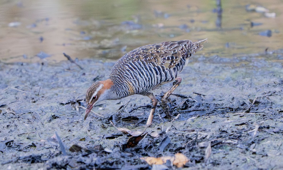 Buff-banded Rail - ML642850440