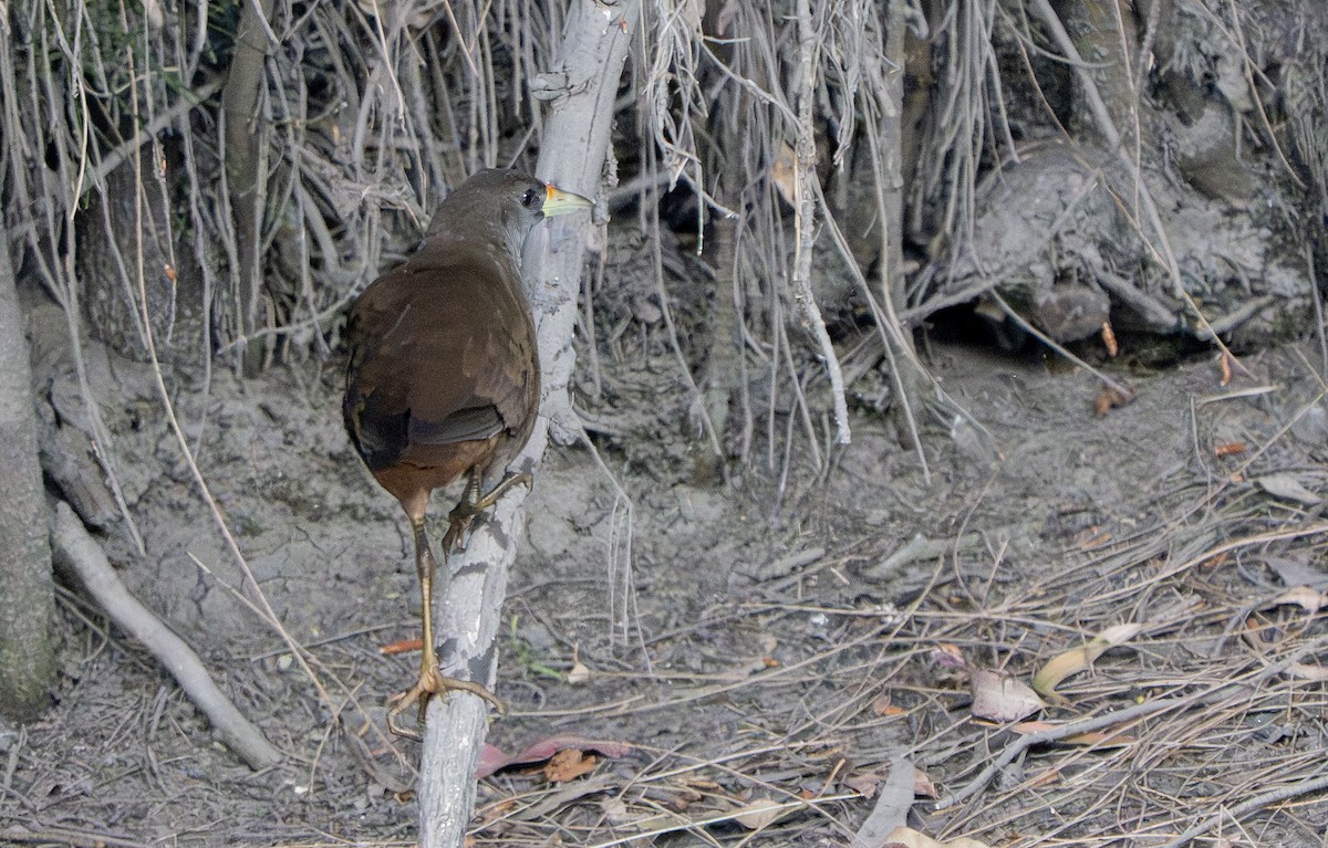 Pale-vented Bush-hen - ML642850451