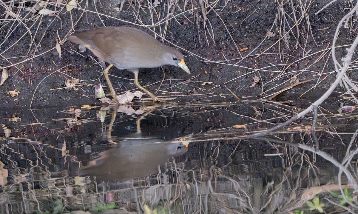 Pale-vented Bush-hen - ML642850452