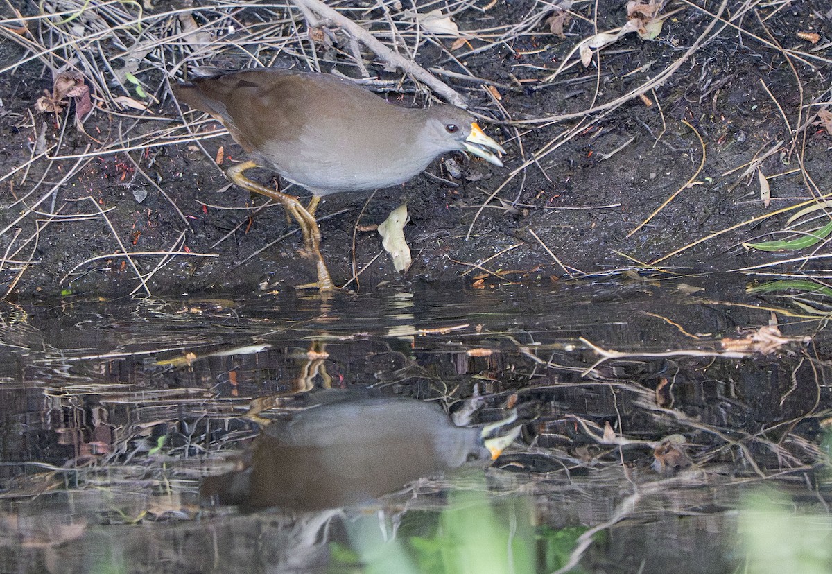 Pale-vented Bush-hen - ML642850453