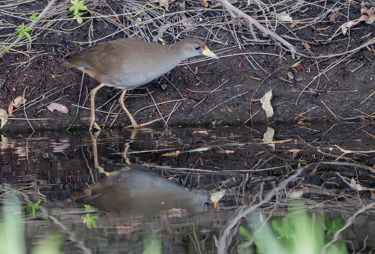 Pale-vented Bush-hen - ML642850454