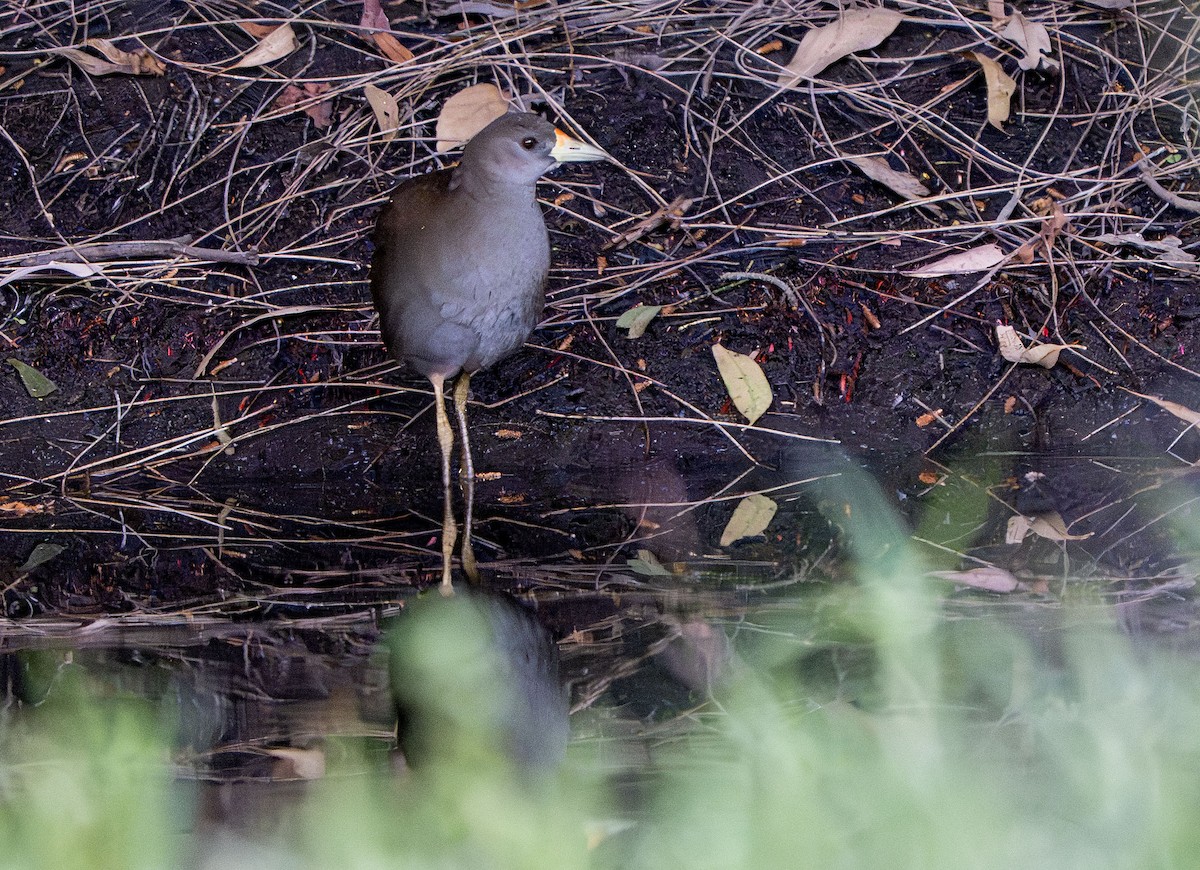 Pale-vented Bush-hen - ML642850455