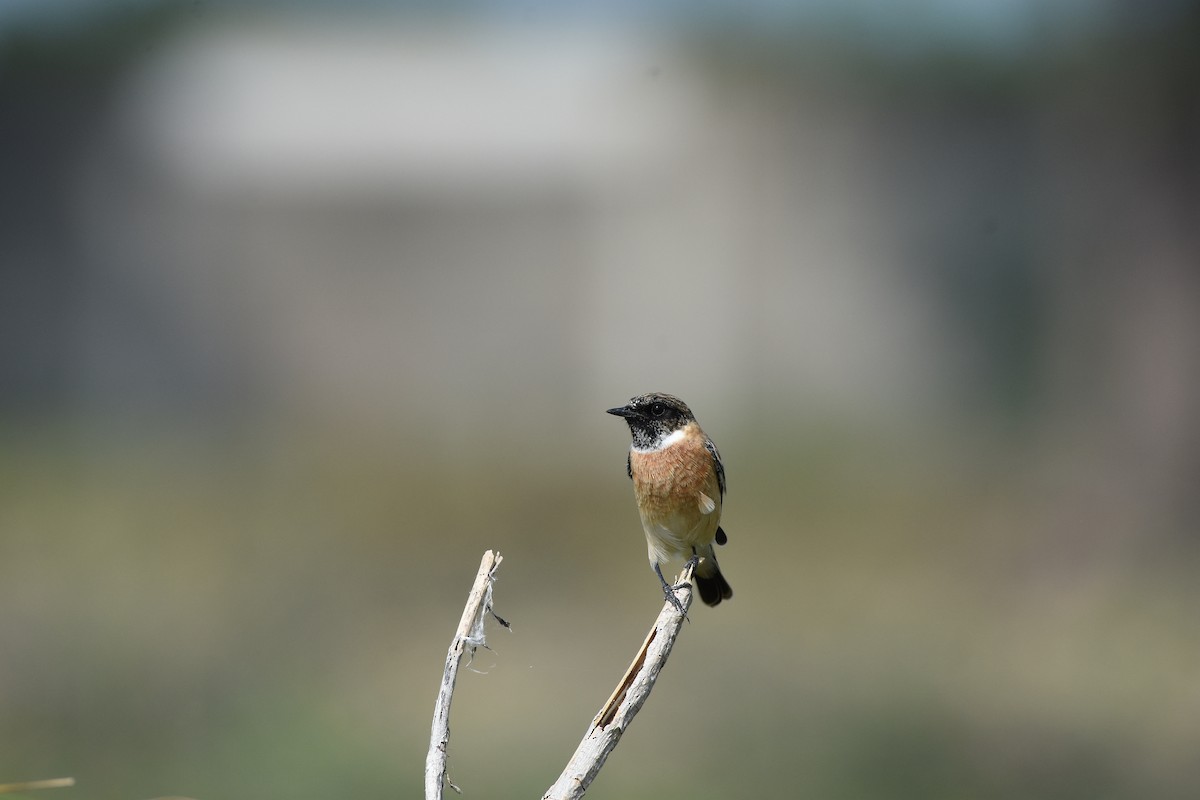 Siberian Stonechat - ML642850461