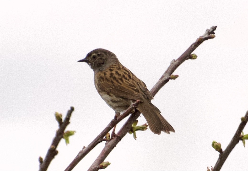 Dunnock - ML642850466