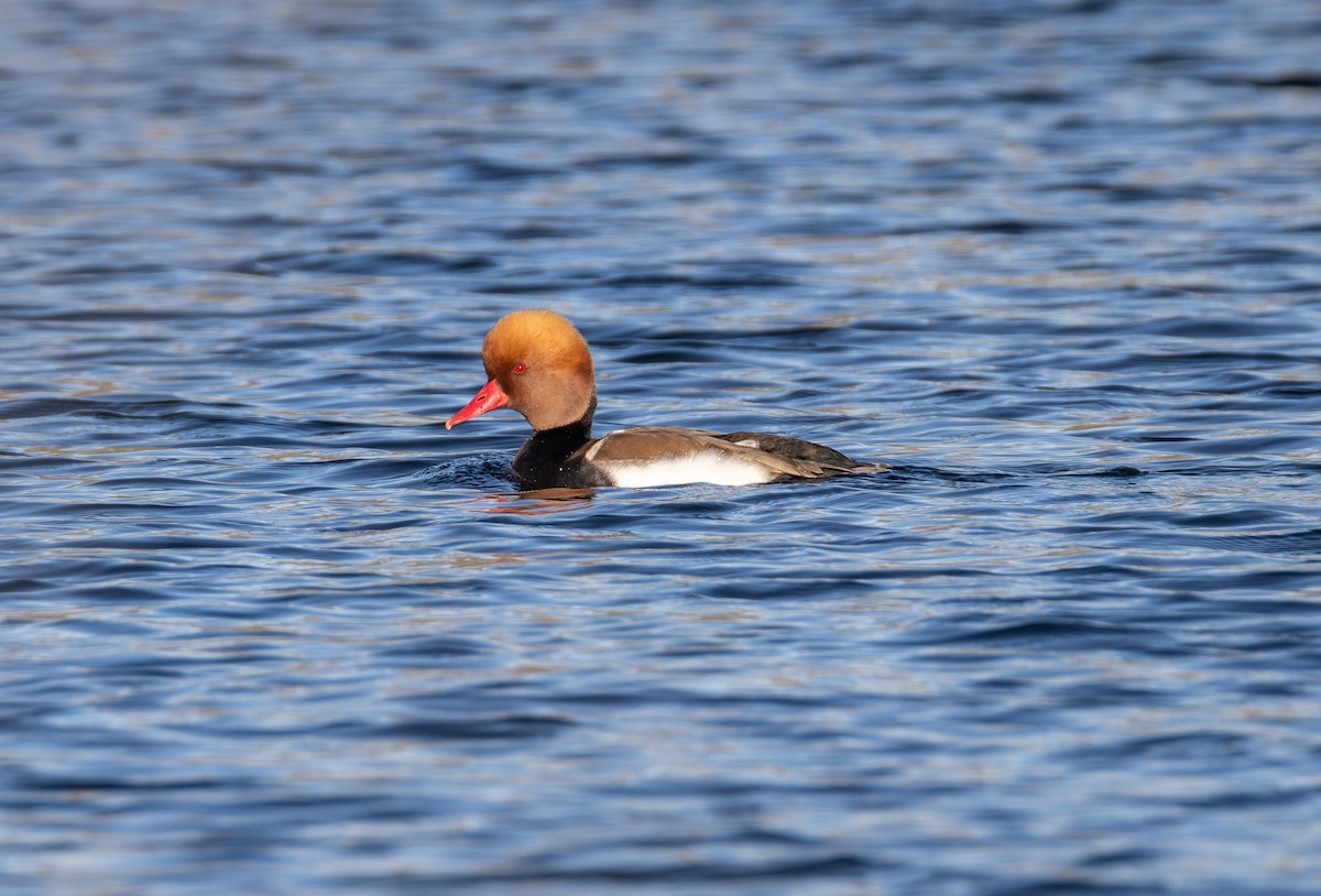 Red-crested Pochard - ML642850468
