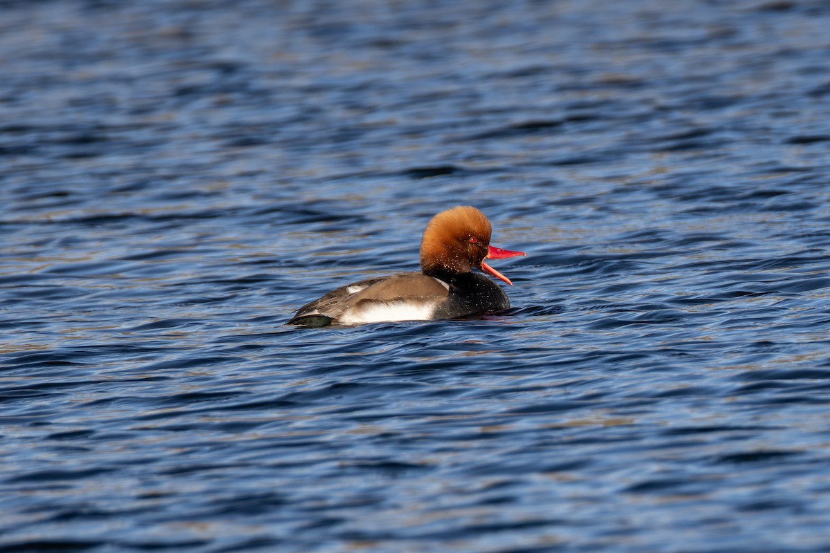 Red-crested Pochard - ML642850469