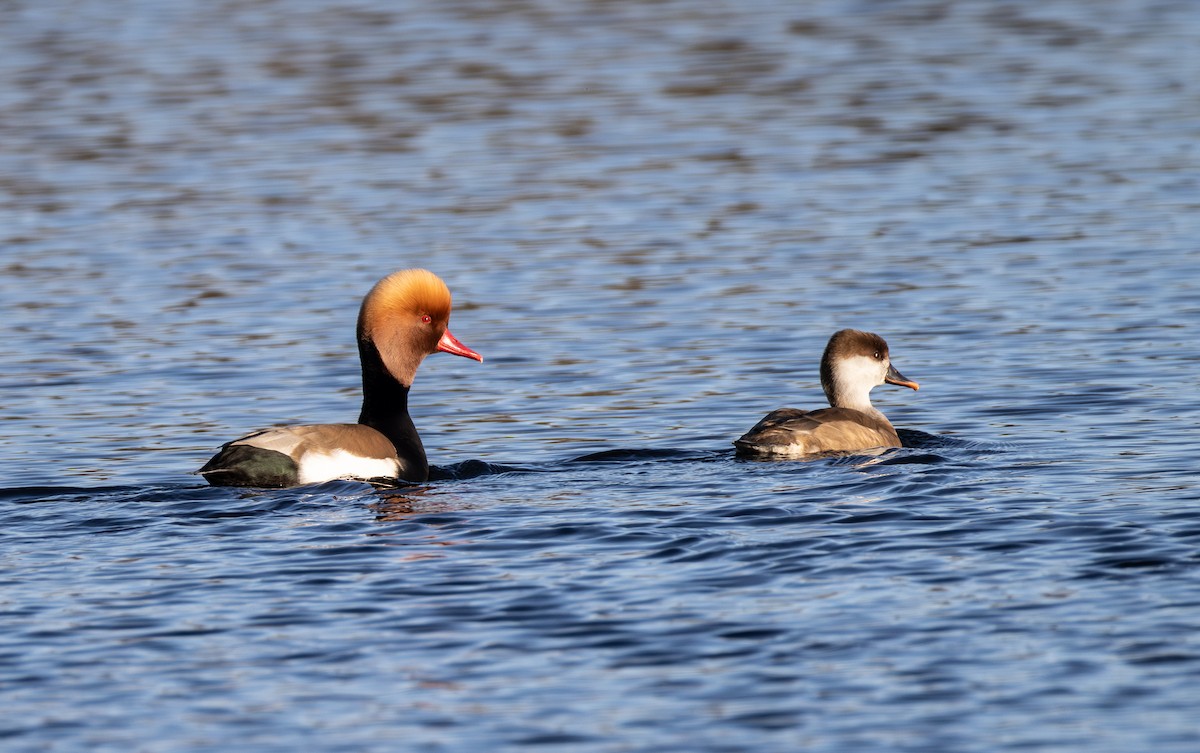 Red-crested Pochard - ML642850470