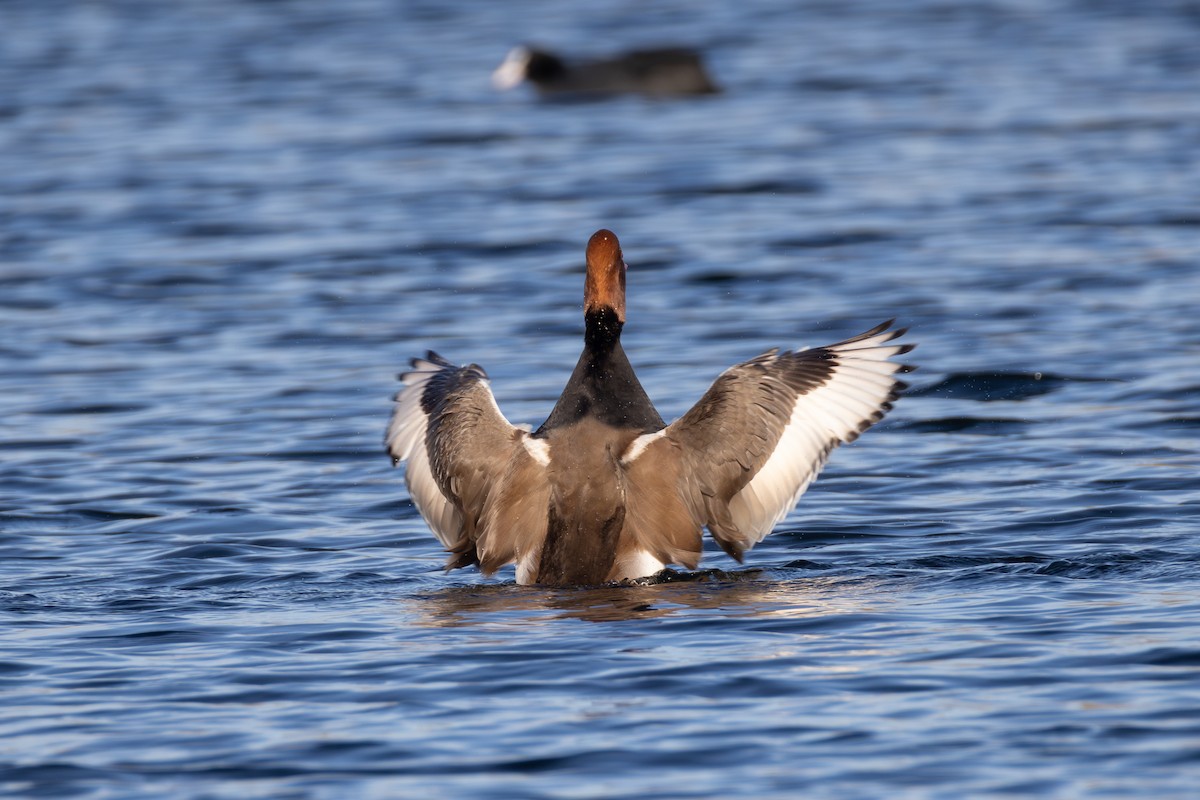 Red-crested Pochard - ML642850471
