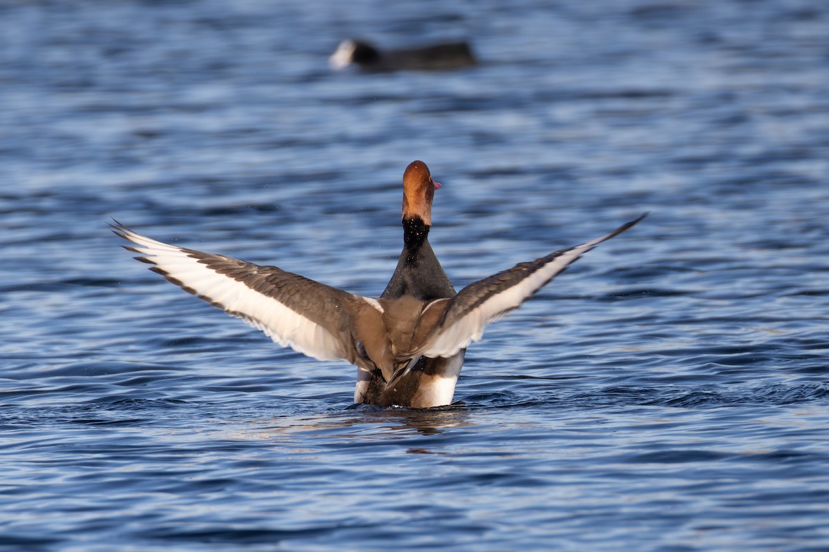 Red-crested Pochard - ML642850472