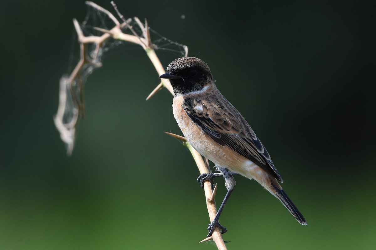 Siberian Stonechat - ML642850480