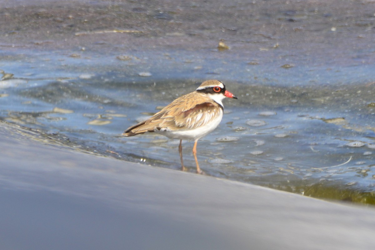 Black-fronted Dotterel - ML642850500