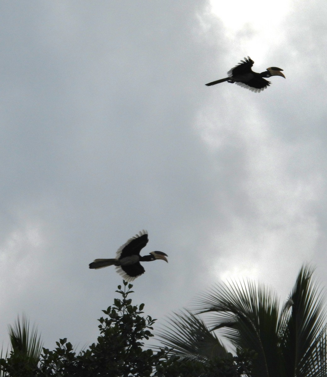 Malabar Pied-Hornbill - ML642850519