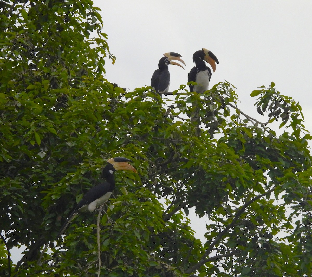 Malabar Pied-Hornbill - ML642850520