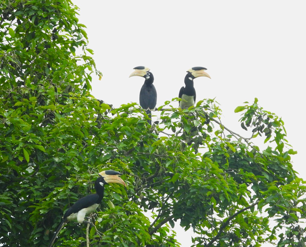 Malabar Pied-Hornbill - ML642850521
