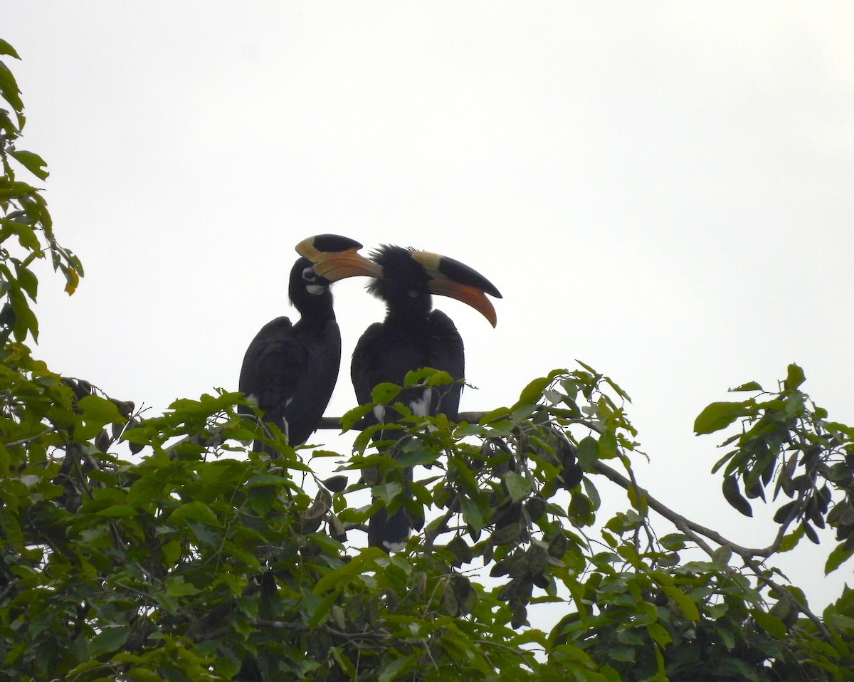 Malabar Pied-Hornbill - ML642850522