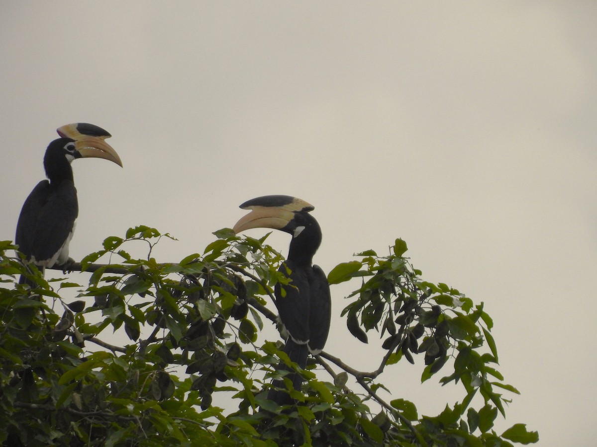 Malabar Pied-Hornbill - ML642850523