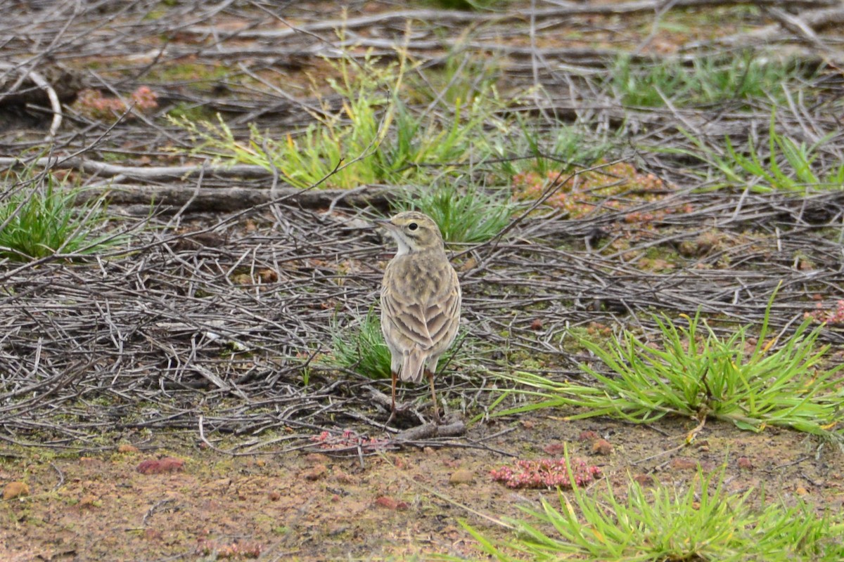 Australian Pipit - ML642850525