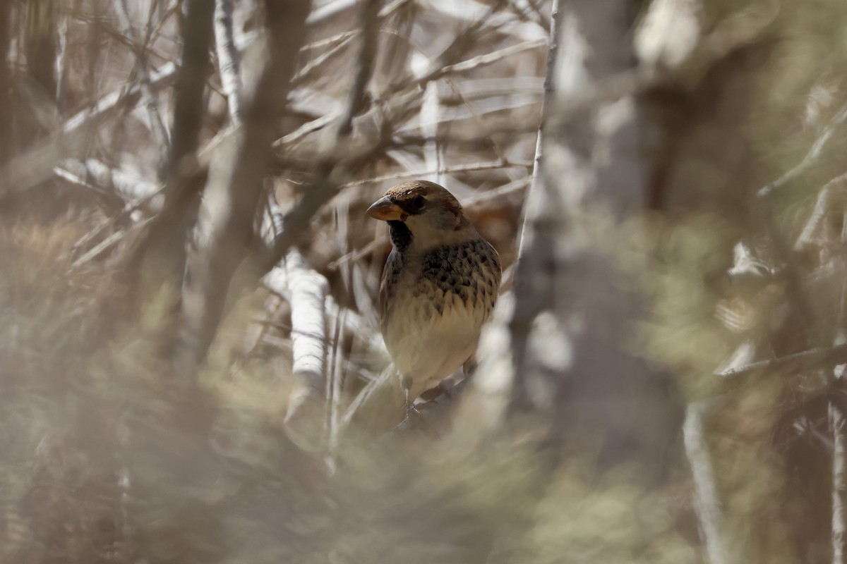 Spanish Sparrow - ML642850535
