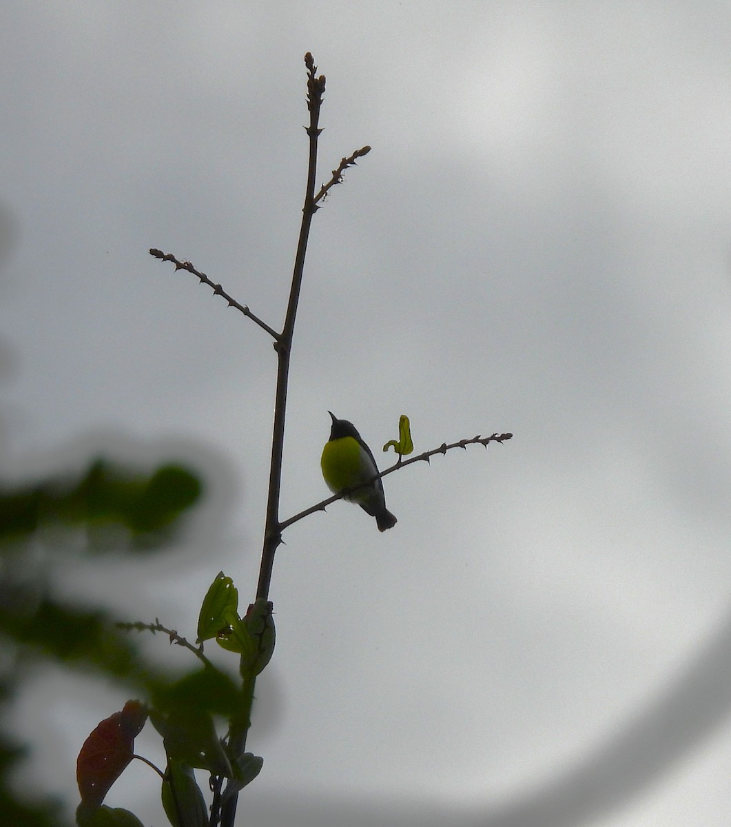Purple-rumped Sunbird - ML642850542