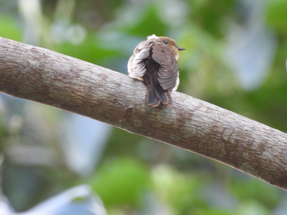 Chestnut-breasted Cuckoo - ML642850547