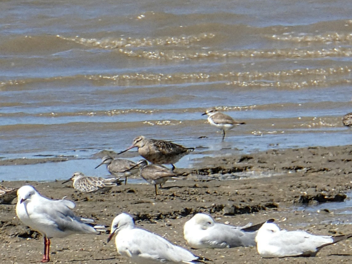 Greater Sand-Plover - ML642850548