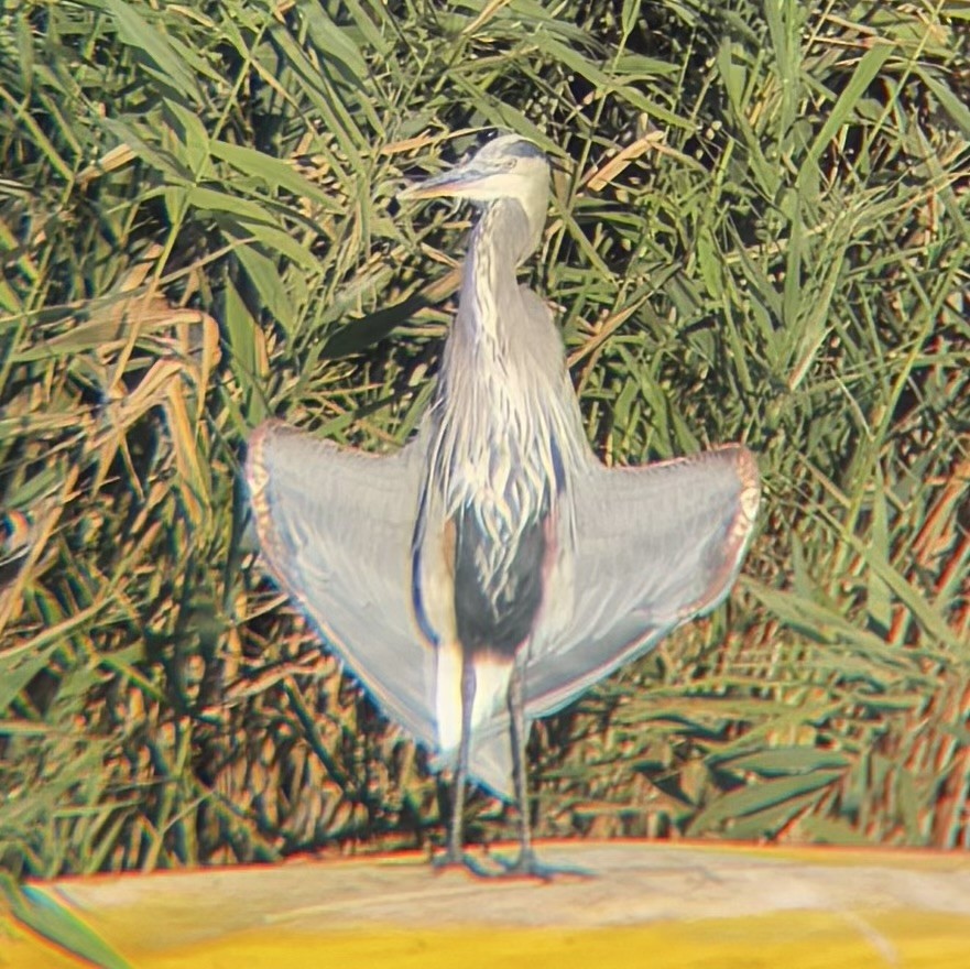 Great Blue Heron - ML642850561