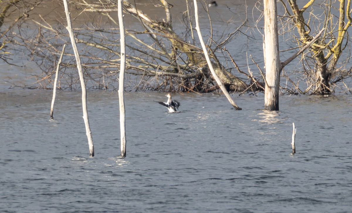Smew - ML642850563