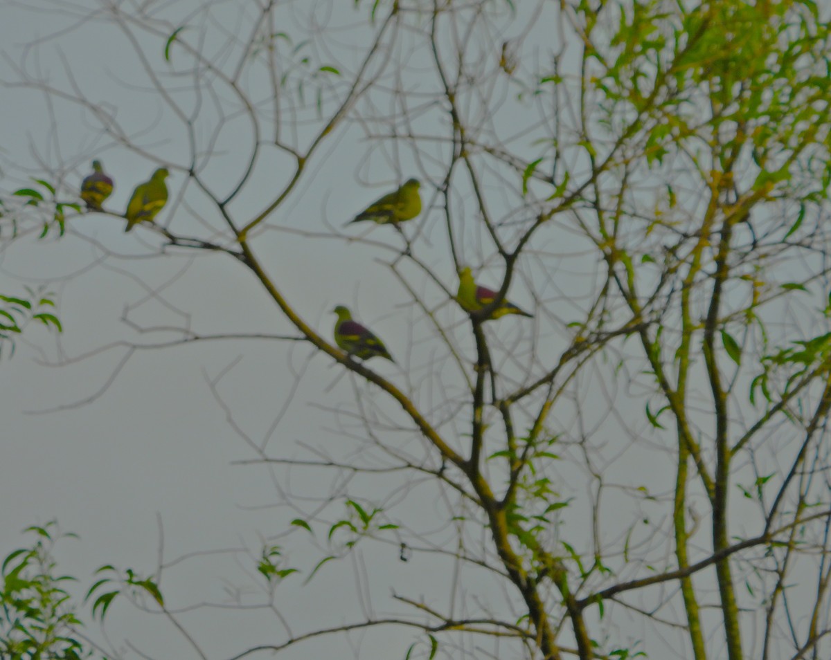 Gray-fronted Green-Pigeon - ML642850566