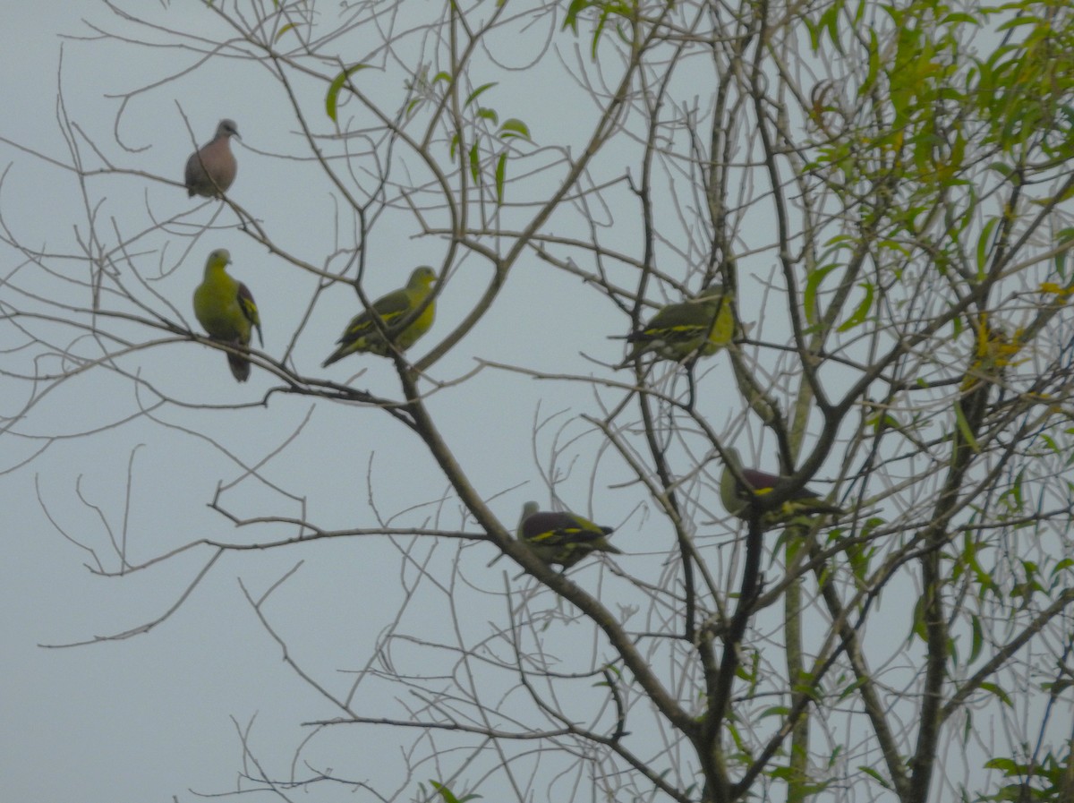 Gray-fronted Green-Pigeon - ML642850567
