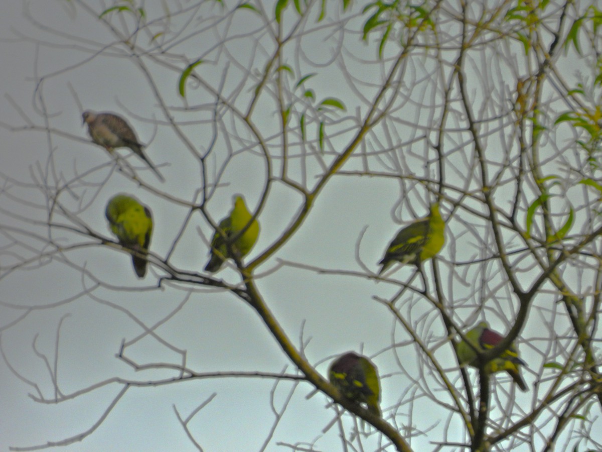 Gray-fronted Green-Pigeon - ML642850568
